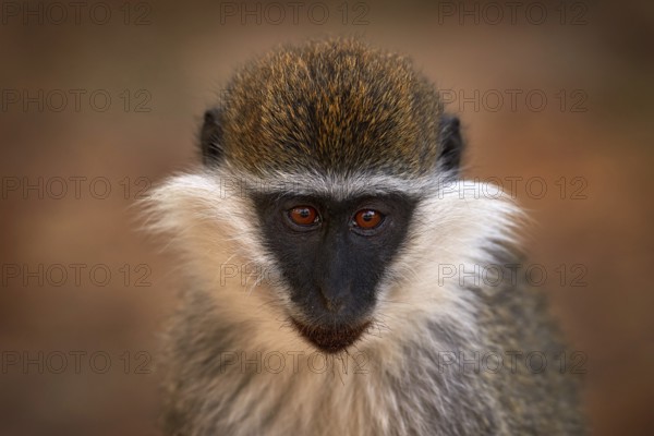 Africa, monkey detail portrait. Vervet monkey, Chlorocebus pygerythrus, portrait of grey and black