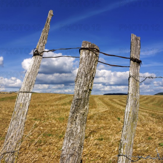 Three weathered wooden posts rise above a golden field, surrounded by a vast landscape and dotted