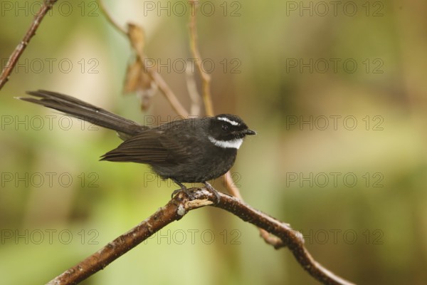 White-throated Fantail (Rhipidura albicollis), Fraser's Hill, Malaysia