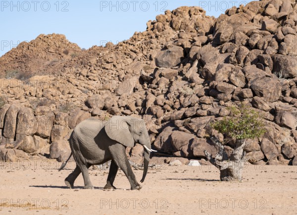African elephant (Loxodonta africana), desert elephant, near the Hoanib River, Damaraland, Kunene