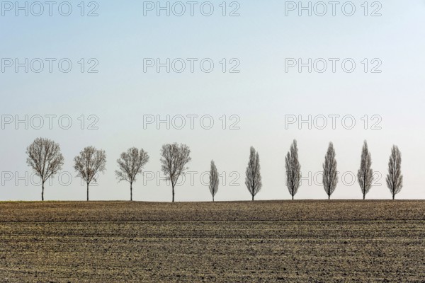 A row of slender, leafless trees stands tall in a vast rural field in France. The landscape is