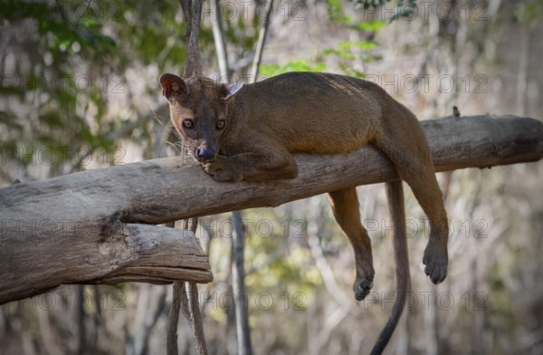 Fossa (Cryptoprocta ferrox) the largest carnivore in Madagascar in the forests of Kirindy Forest in