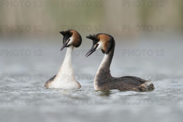 Love play... Great Crested Grebe (Podiceps Scalloped ribbonfish), tenderness and grace, courtship