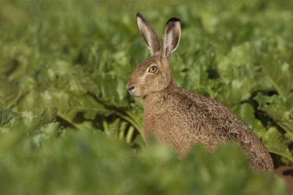 Between turnips... European hare (Lepus europaeus) sitting in a beet field early in the morning in