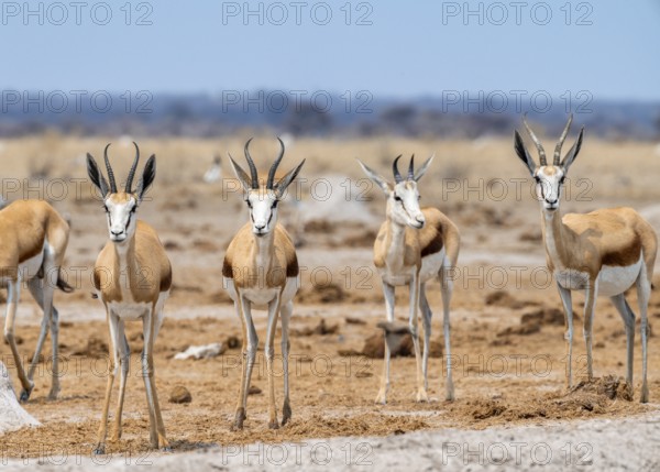 Springbok (Antidorcas marsupialis), four animals standing in a row, Nxai Pan National Park,