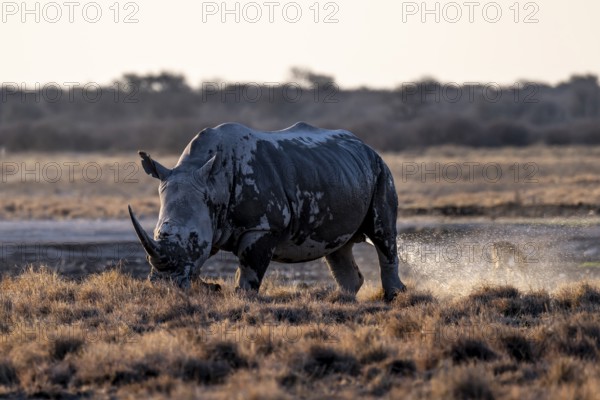 Southern white rhinoceros (Ceratotherium simum simum) peeing, Khama Rhino Sanctuary, Serowe,