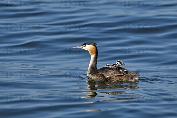 Great Crested Grebe (Podiceps Scalloped ribbonfish), with three chicks in plumage swimming in the