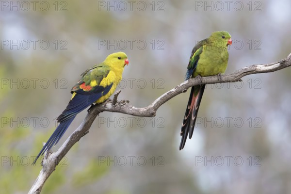 Regent Parrot (Polytelis anthopeplus) pair perched on a branch, Victoria, Australia