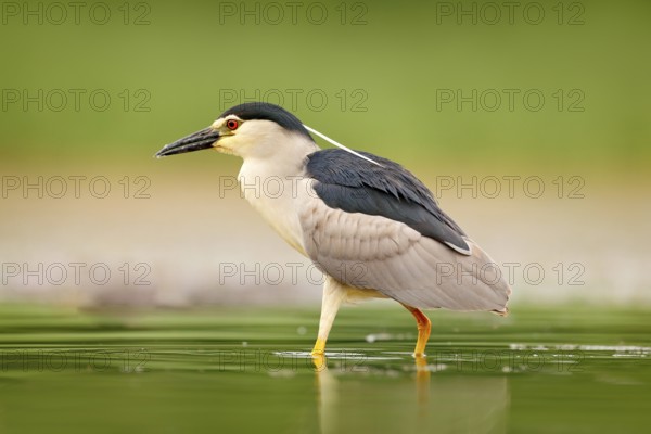 Night heron, Nycticorax nycticorax, grey water bird sitting in the water, Hungary. Wildlife scene