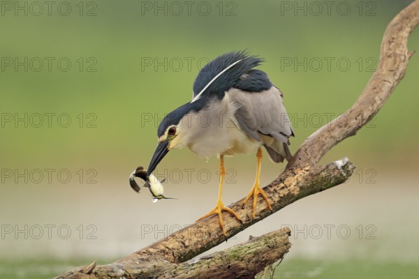 Night heron, grey water bird with fish in the bill, animal in the water, action scene from Hungary,