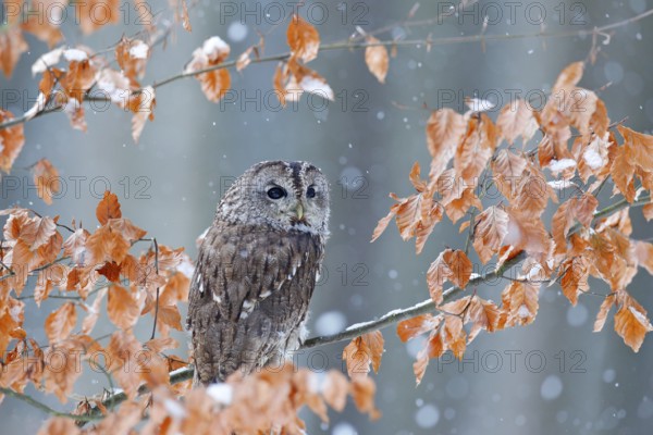 Tawny owl hidden in the fall wood, sitting on tree trunk in the dark forest habitat. Beautiful