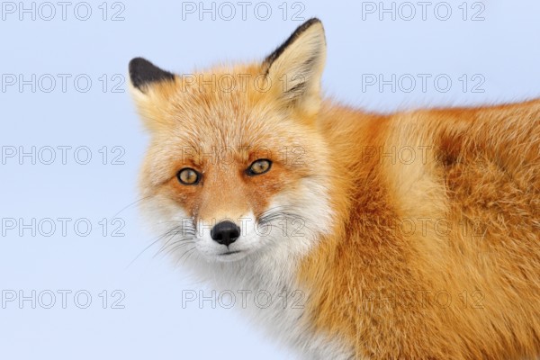 Red fox in white snow. Cold winter with orange fur fox. Hunting animal in the snowy meadow, Japan.