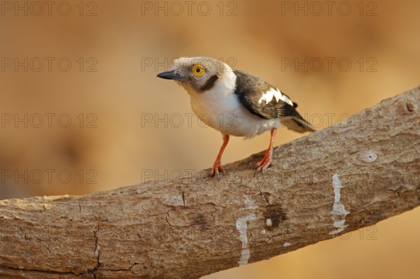 White-crested helmetshrike, Prionops plumatus, bird siting on the tree branch, Mana Pools NP,