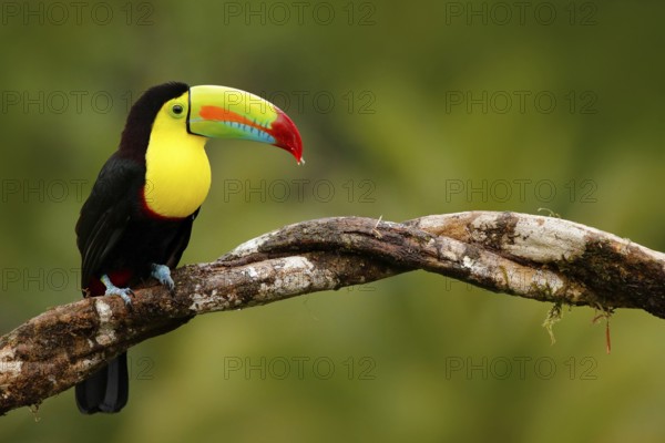 Keel-billed Toucan, Ramphastos sulfuratus, bird with big bill. Toucan sitting on the branch in the