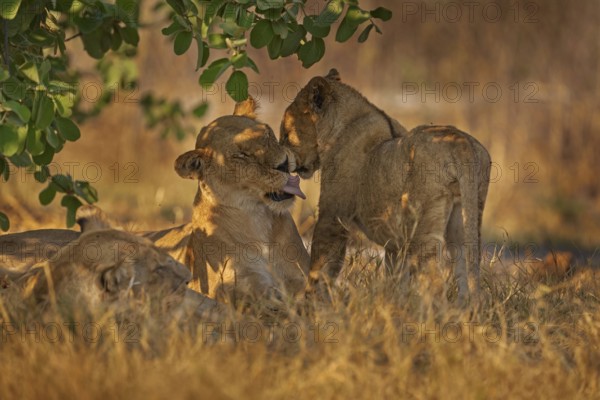 Africa wildlife, Cute lion cub with mother, African danger animal, Panthera leo, Khwai river,