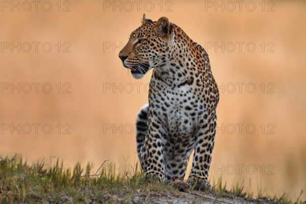 Leopard golden grass sunset, Savuti, Chobe NP, in Botswana, Africa. Big spotted cat in the wild