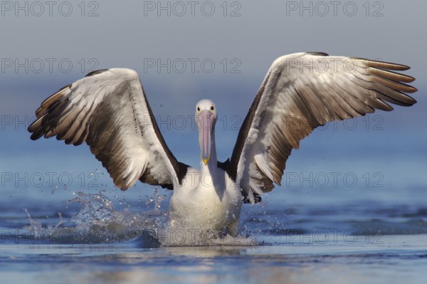 Australian Pelican (Pelecanus conspicillatus), Victoria, Australia
