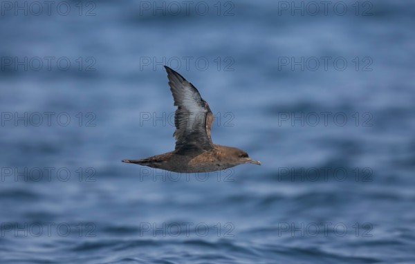 Sooty Shearwater Puffinus griseus San Diego, California, United States 14 September Adult