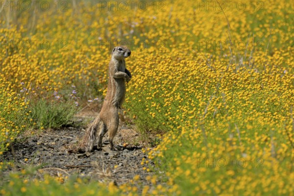 Cape bristle-necked squirrel (Xerus inauris), adult, alert, standing upright, foraging, flower
