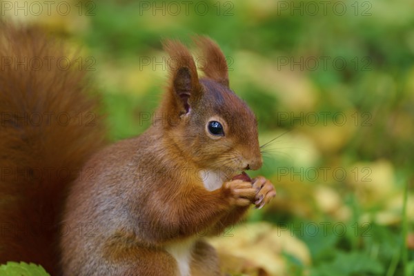 Eurasian squirrel (Sciurus vulgaris), holding a nut in an autumnal setting with a green background,