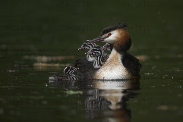 Family life... Great Crested Grebe (Podiceps Scalloped ribbonfish) adult bird together with four