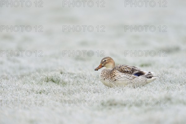 Beautifully marked... Mallard (Anas platyrhynchos), strikingly light-coloured variety, almost white