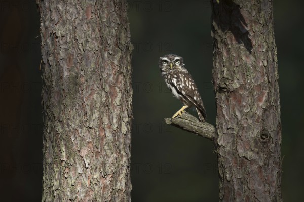 Piercing gaze... Little owl (Athene noctua), small native owl, owl, little owl looks excitedly into