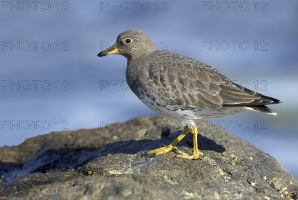 Surfbird (Calidris virgata), British Columbia, Canada