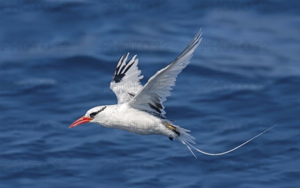 Red-billed Tropicbird Phaethon aethereus San Diego, California, United States 14 September Adult