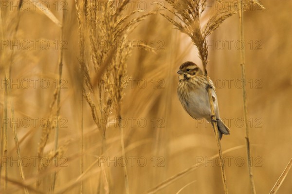 Common Reed Bunting (Emberiza schoeniclus) female, Castile-La Mancha, Spain
