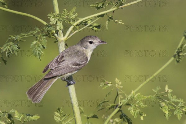 Bell's Vireo (Vireo bellii), Ohio, USA