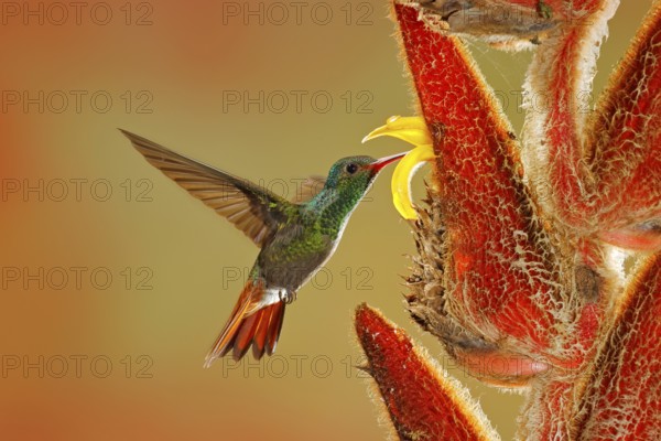 Two birds with red flower. Rufous-tailed Hummingbird, Amazilia tzacatl, bird flying next to