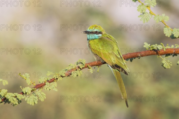 Green Bee-eater (Merops orientalis), Eilat, Israel