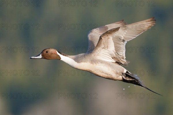 Northern Pintail (Anas acuta) male flying, British Columbia, Canada