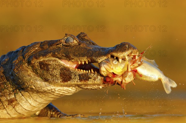 Yacare Caiman, crocodile with fish in with open muzzle with big teeth, Pantanal, Brazil. Detail