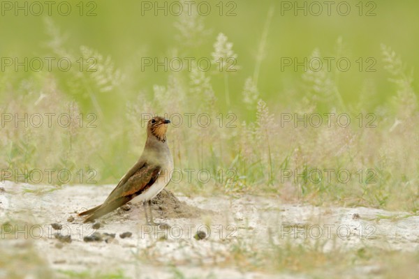 Collared red-winged pratincole, Glareola pratincola, bird sitting in the sand grass, Moremi,