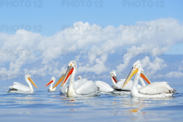 Dalmatian pelican, Pelecanus crispus, in Lake Kerkini, Greece. Palican with open wing, hunting