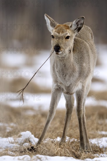 Hokkaido sika deer (Cervus nippon yesoensis), in the forest, in the snow, Tsurui, Akan district,