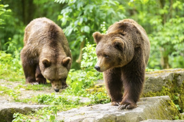 Brown bears (Ursus arctos) standing on a rock, Bavaria, Germany