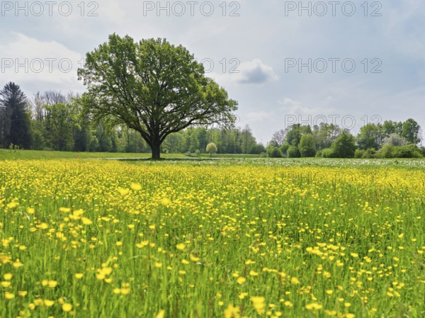 English oak (Quercus robur), in meadow of flowering buttercup, Freiamt, Canton Aargau, Switzerland