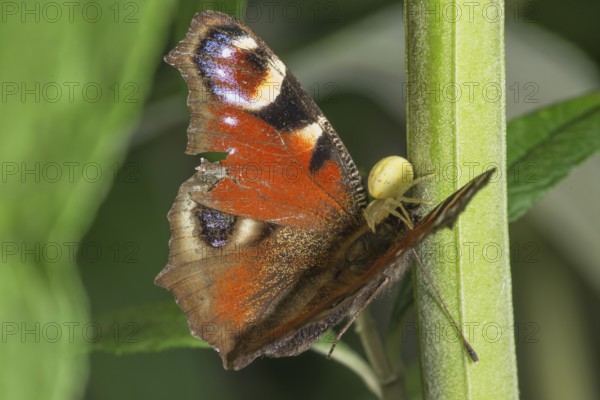 A peacock butterfly (Inachis io) with damaged wings being sucked out by a Goldenrod crab spider