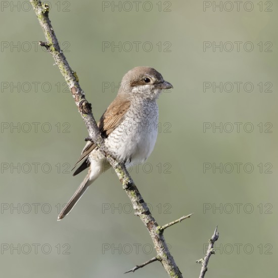 Red-backed shrike (Lanius collurio), adult female, sitting calmly and relaxed on a thorny branch in
