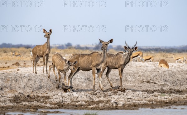 Greater kudu (Tragelaphus strepsiceros), group, drinking at waterhole, Nxai Pan National Park,