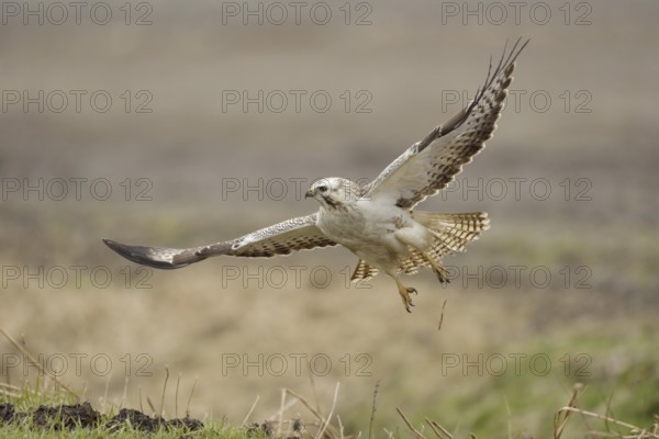 With momentum... Buzzard (Buteo buteo), most common native buzzard, bird of prey flies up from a