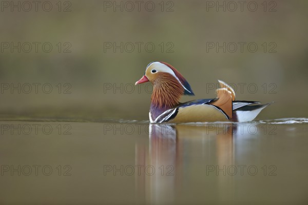 Beauty on the lake... Mandarin duck (Aix galericulata), colourful, brightly coloured drake in