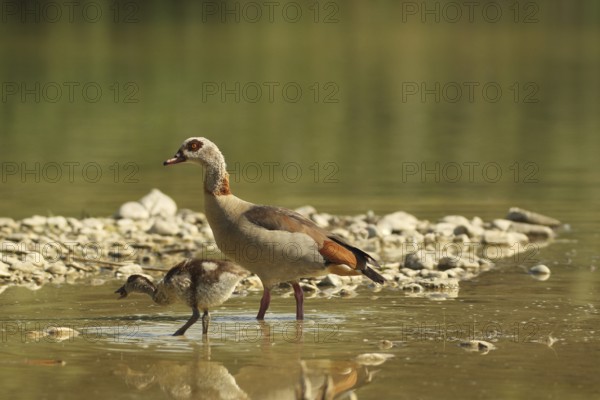 Egyptian goose (Alopochen aegyptiaca) adult bird with young bird in a gravel pit, Allgäu, Bavaria,