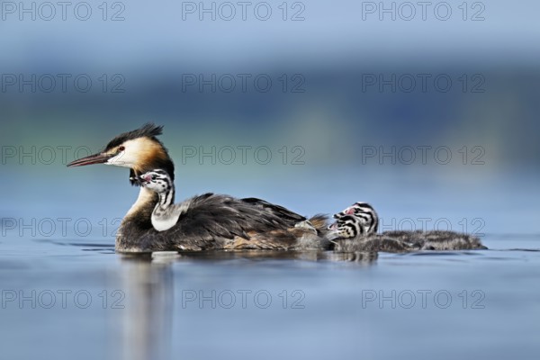 Great Crested Grebe (Podiceps scalloped ribbonfish), with chicks in plumage and two swimming in