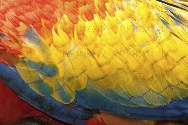 Scarlet Macaw (Ara macao), Costa Rica