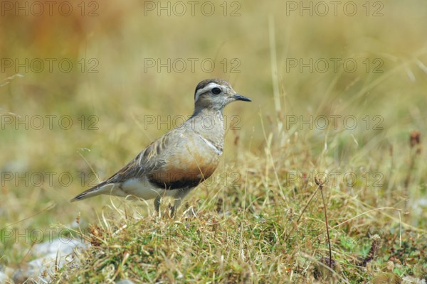 Eurasian Dotterel (Charadrius morinellus) male, Abruzzo, Italy