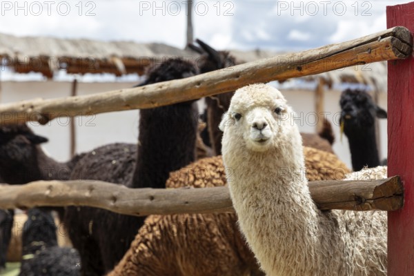 Alpaca and Llama Farm, near Cusco, Peru